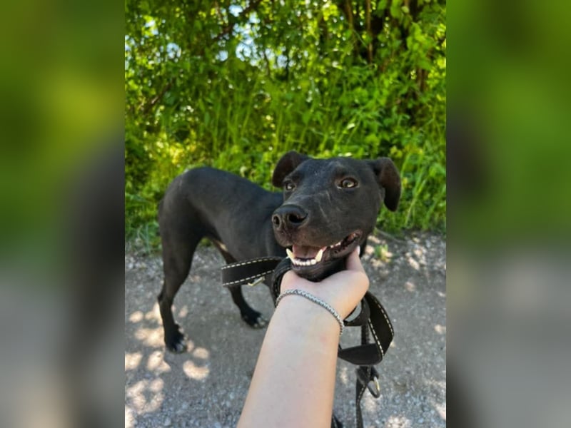 Sirius sucht ein Zuhause