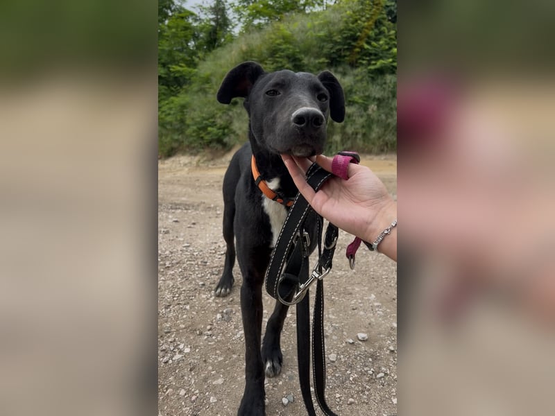 Sirius sucht ein Zuhause