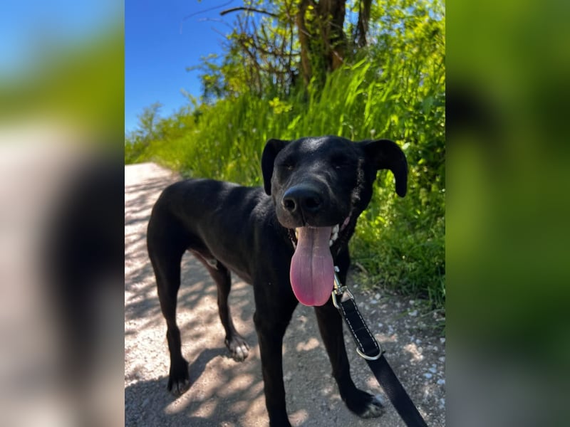Sirius sucht ein Zuhause