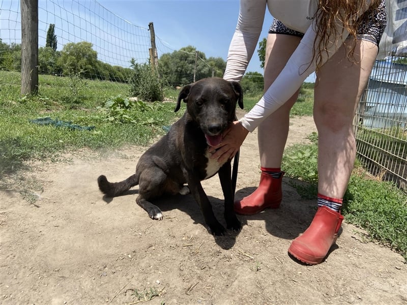 Vencel sucht ein Zuhause
