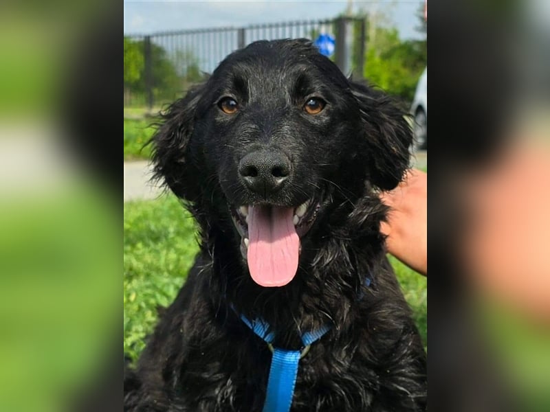 Toto sucht ein Zuhause