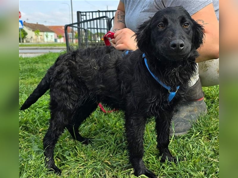 Toto sucht ein Zuhause