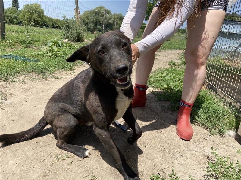 Vencel sucht ein Zuhause