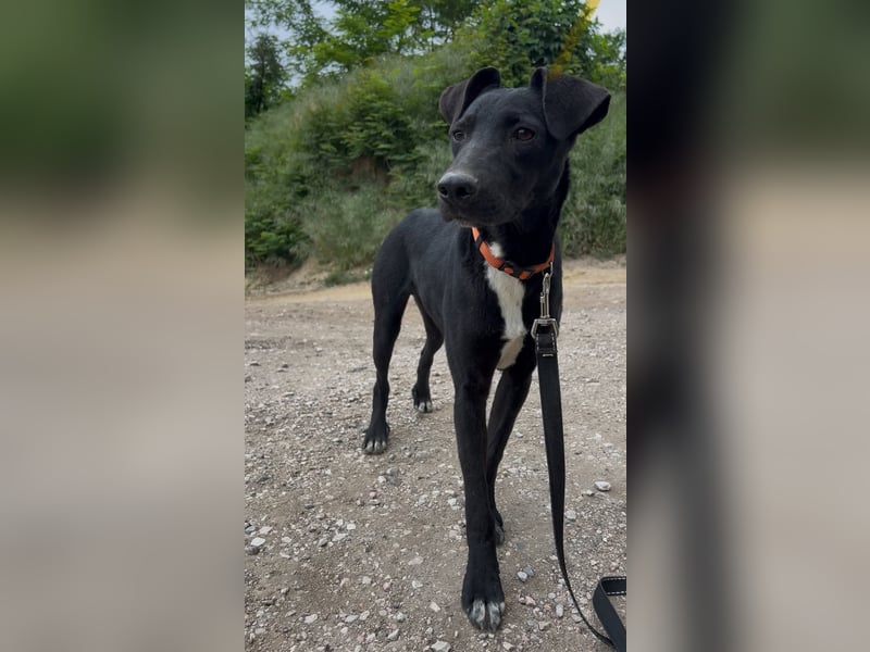 Sirius sucht ein Zuhause