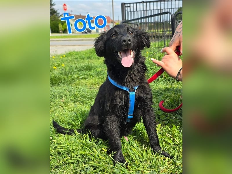 Toto sucht ein Zuhause