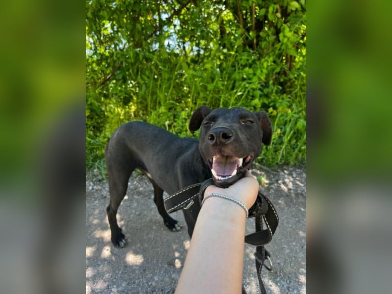 Sirius sucht ein Zuhause