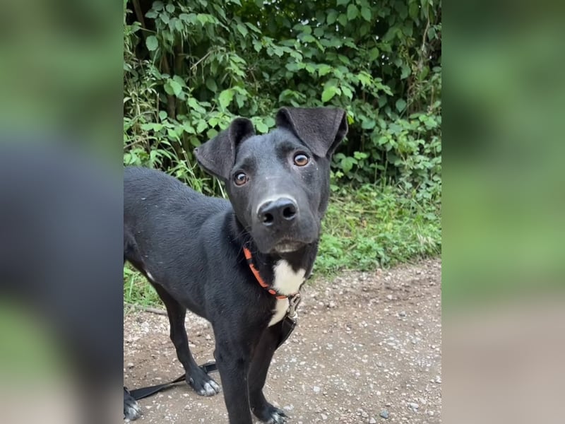 Sirius sucht ein Zuhause
