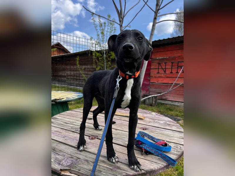 Sirius sucht ein Zuhause