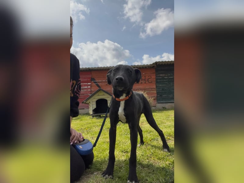 Sirius sucht ein Zuhause