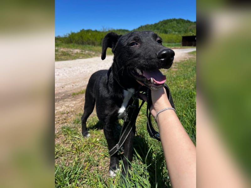 Sirius sucht ein Zuhause