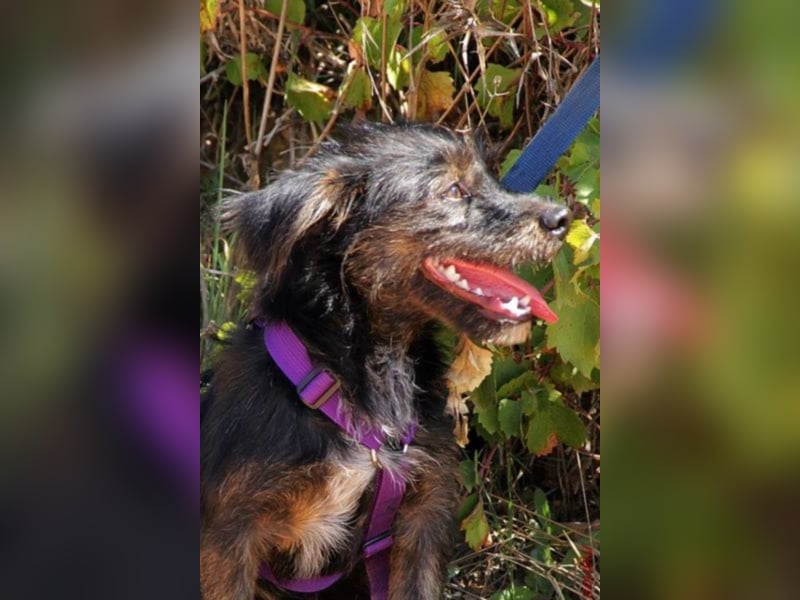 Yorah auf der Suche nach seiner Familie