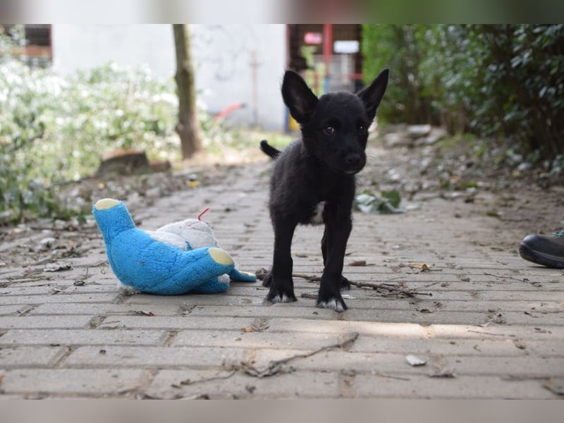 Karlchen - kleiner Entdecker sucht ein tolles Zuhause