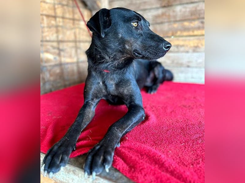 ❤️ liebenswerter LALI - 1,5 Jahre, 38/40cm-12kg  -Mischling