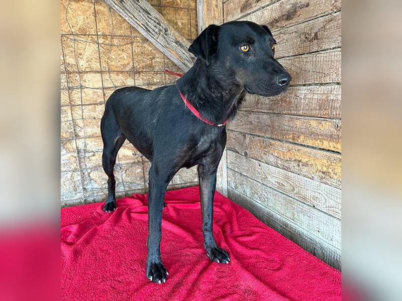 ❤️ liebenswerter LALI - 1,5 Jahre, 38/40cm-12kg  -Mischling