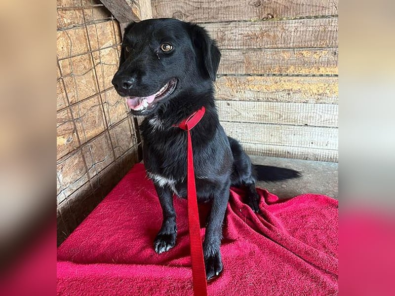 ❤️ liebenswerter LALI - 1,5 Jahre, 38/40cm-12kg  -Mischling