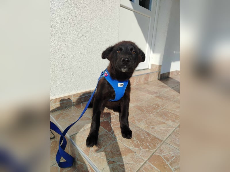 Kleiner Pino sucht ein Zuhause oder eine Pflegestelle