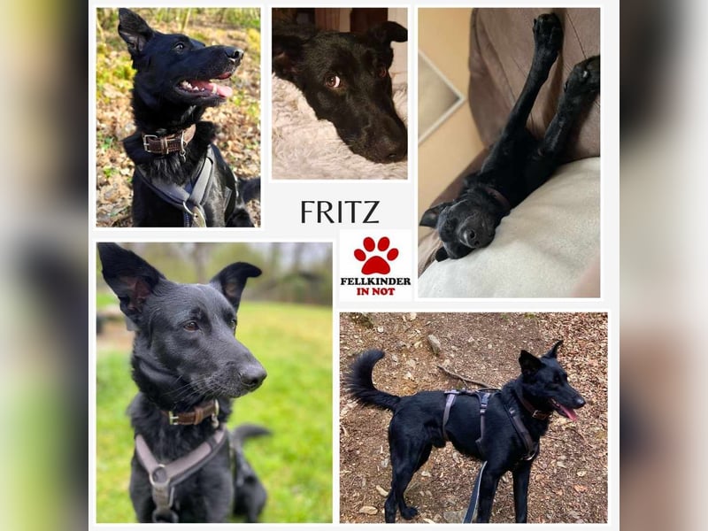 Fritz / Kari Mischlingsrüde Mischling Rüde Junghund sucht sein für immer zuhause