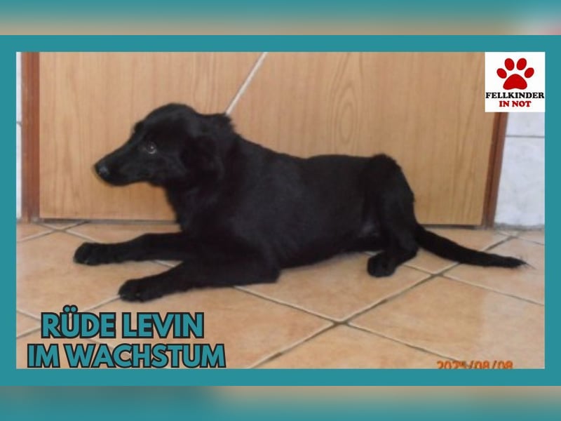 junger Mischlings-Rüde Levin sucht ein Zuhause, Junghund