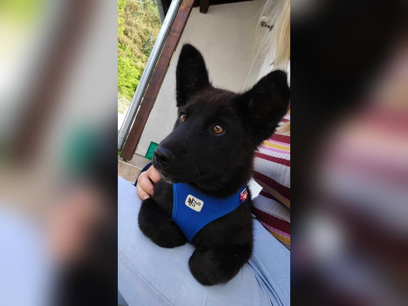 Kleiner Pino sucht ein Zuhause oder eine Pflegestelle