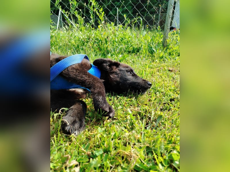 Kleiner Pino sucht ein Zuhause oder eine Pflegestelle