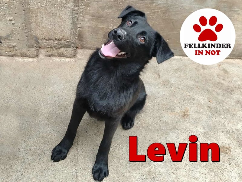 Jungrüde Welpe Mischlings-Rüde Levin sucht eine Familie