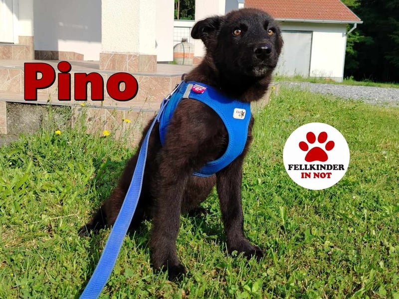 Kleiner Pino sucht ein Zuhause oder eine Pflegestelle