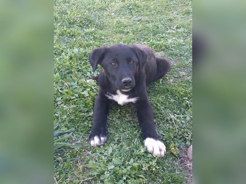 Marley - wenn er mit seiner Familie in dem Dorf bleibt wird er "irgendwann verschwinden"