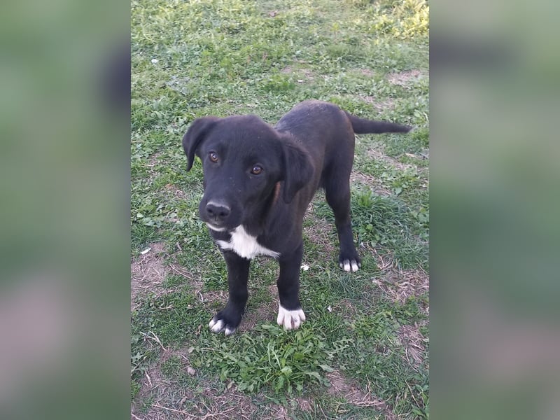 Marley - wenn er mit seiner Familie in dem Dorf bleibt wird er "irgendwann verschwinden"