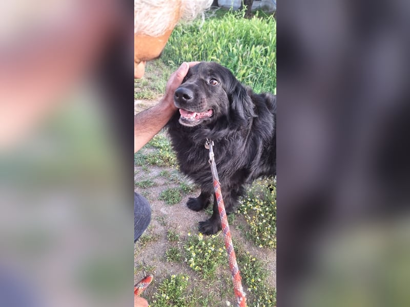 Leonard - sanfter Rüde sucht ein liebevolles Zuhause.