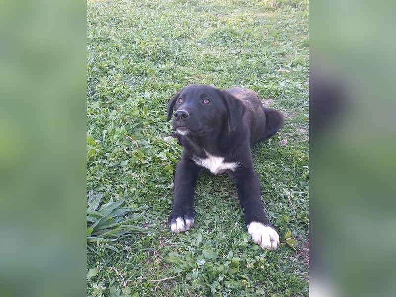 Marley - wenn er mit seiner Familie in dem Dorf bleibt wird er "irgendwann verschwinden"