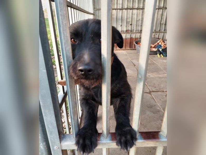 Fido sucht ein Zuhause
