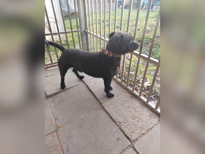 Fido sucht ein Zuhause