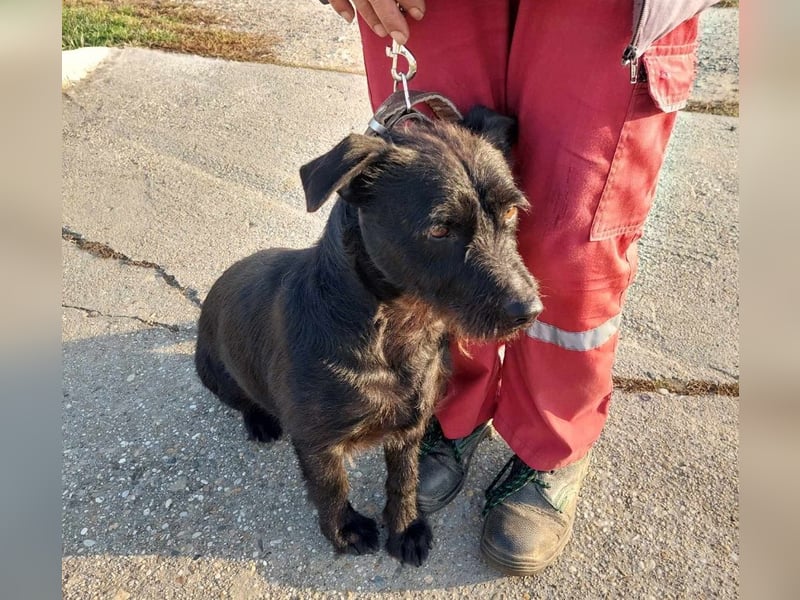 Fido sucht ein Zuhause