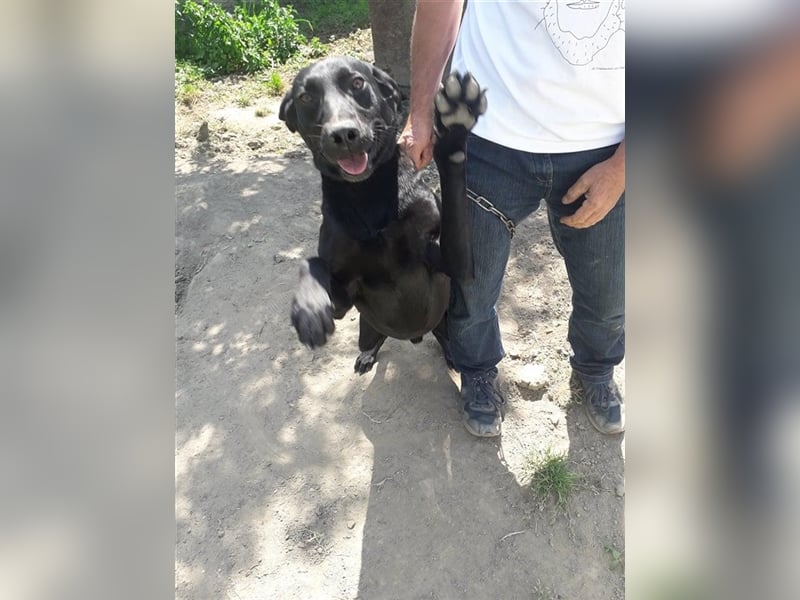 Bob sucht ein Zuhause