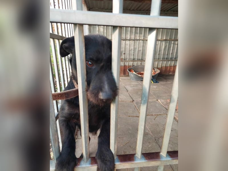 Fido sucht ein Zuhause