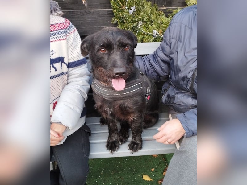 Fido sucht ein Zuhause