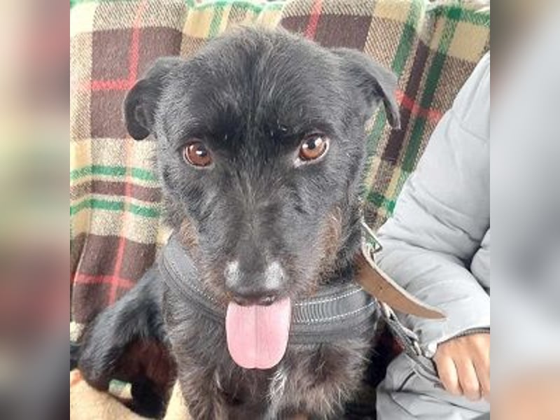 Fido sucht ein Zuhause