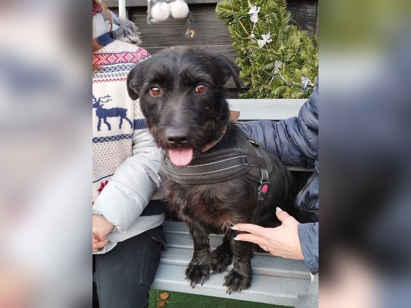 Fido sucht ein Zuhause