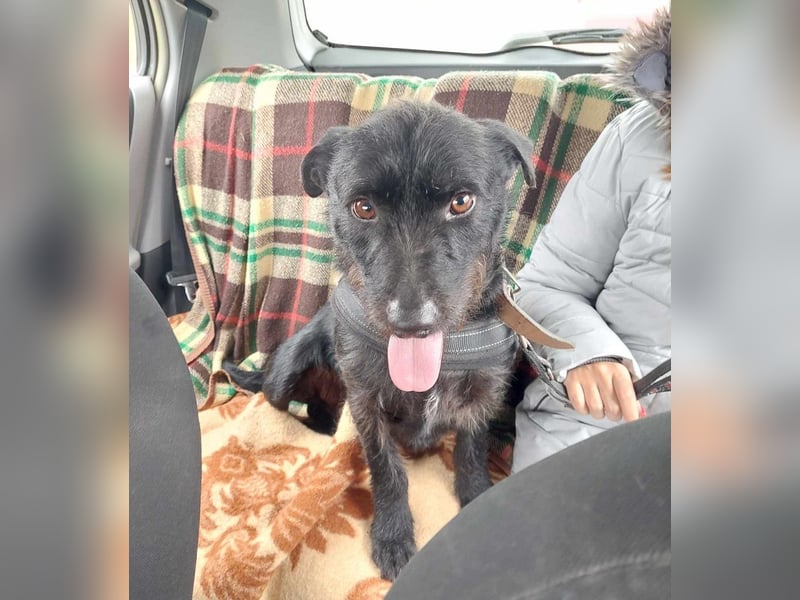 Fido sucht ein Zuhause