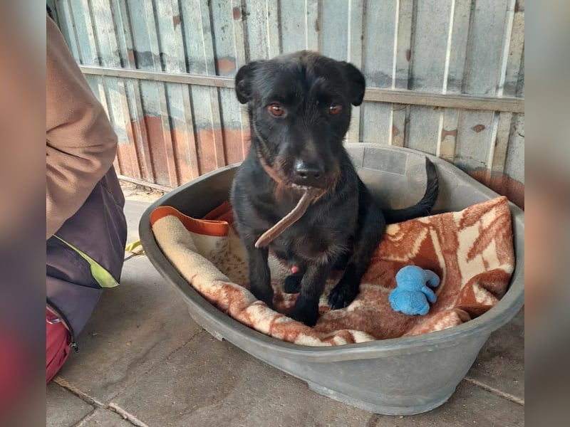 Fido sucht ein Zuhause