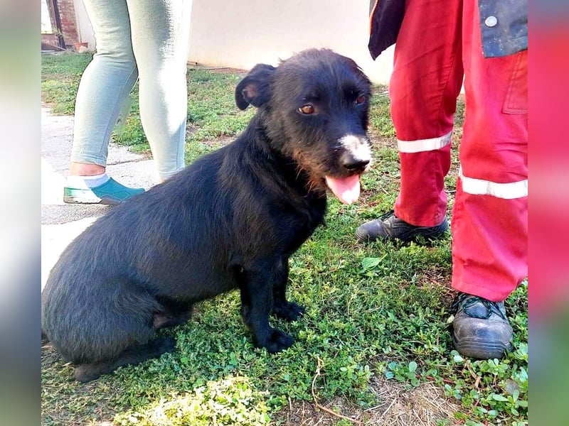 Fido sucht ein Zuhause