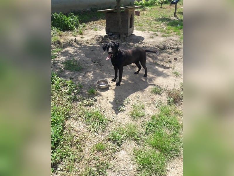 Bob sucht ein Zuhause