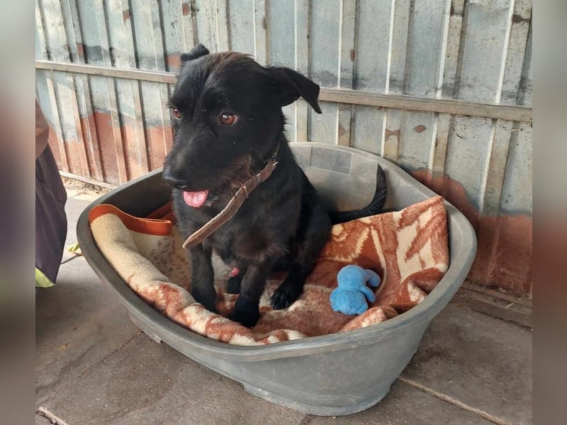 Fido sucht ein Zuhause