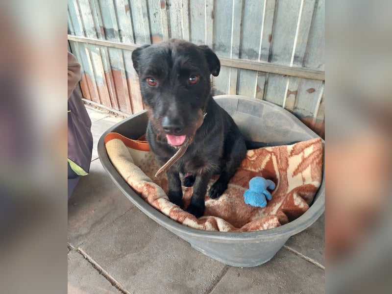 Fido sucht ein Zuhause