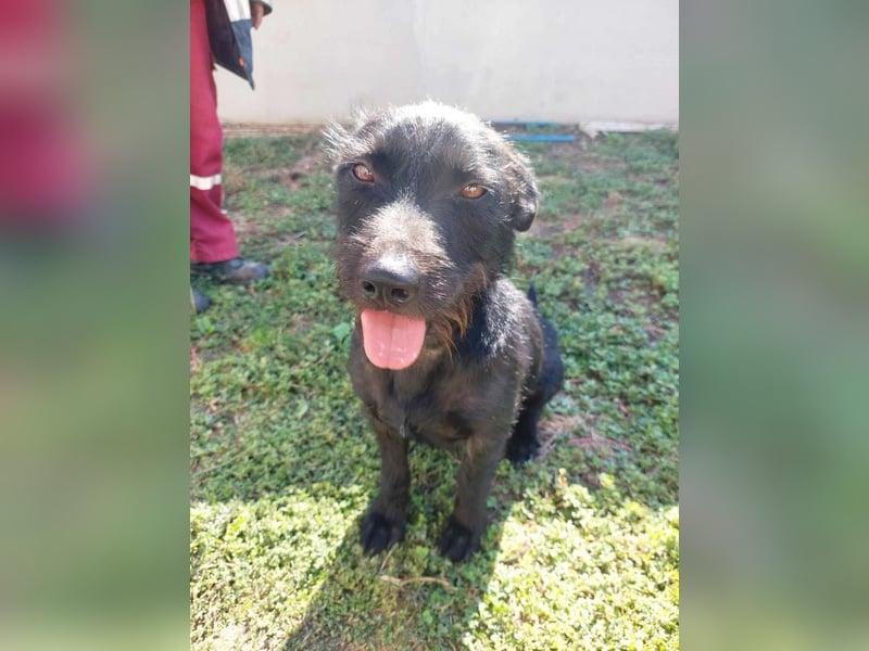 Fido sucht ein Zuhause
