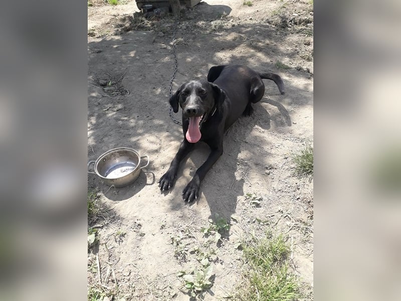 Bob sucht ein Zuhause