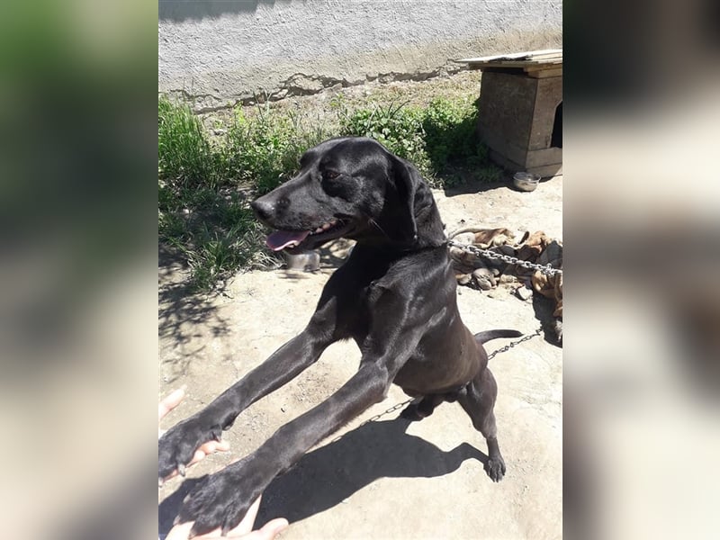 Bob sucht ein Zuhause