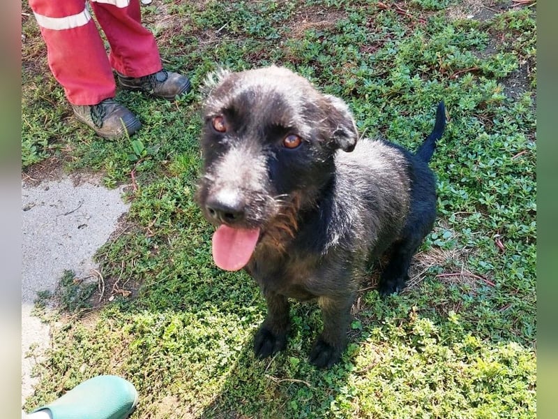 Fido sucht ein Zuhause