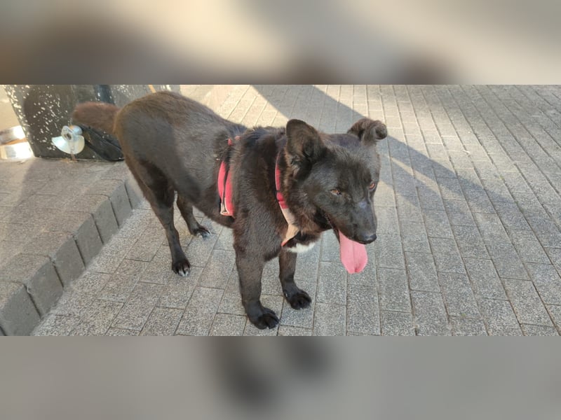 Raven - lieber Anfängerhund in Deutschland