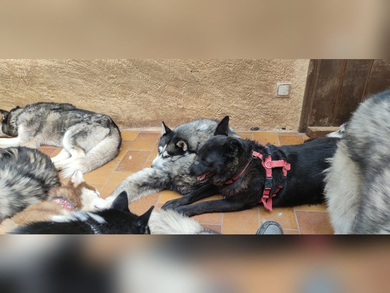 Raven - lieber Anfängerhund in Deutschland